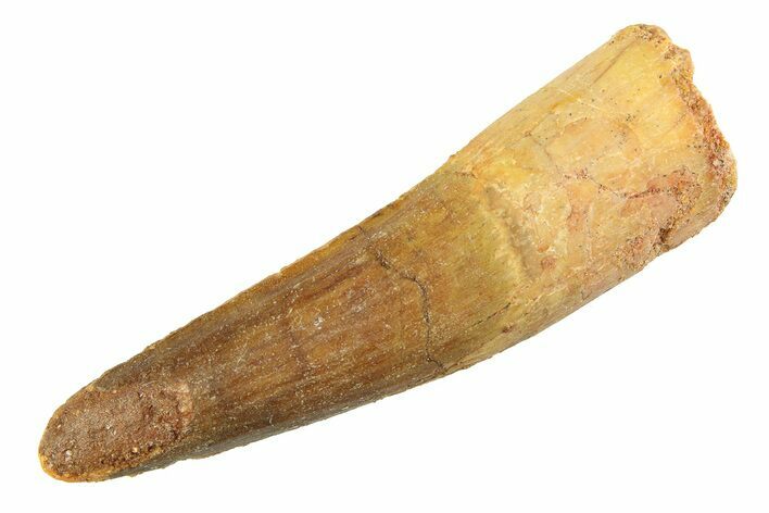 Fossil Spinosaurus Tooth - Real Dinosaur Tooth #354731